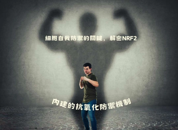 NRF2 擊敗自由基 抗老化