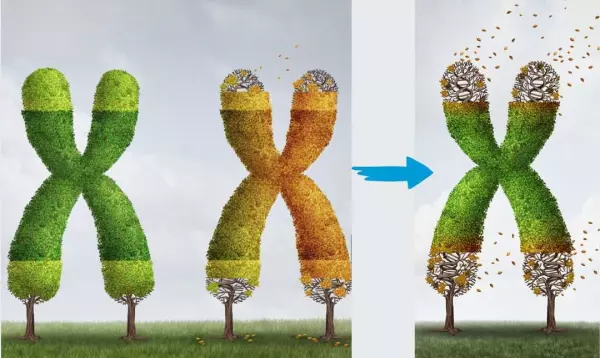 端粒酶與端粒對DNA的影響