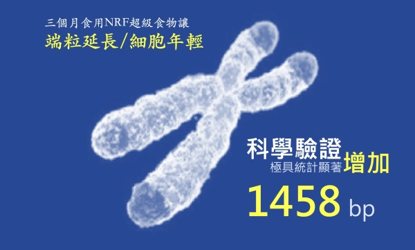 NRF 延長端粒　年輕細胞
