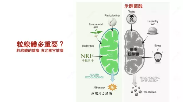 粒線體決定你的健康