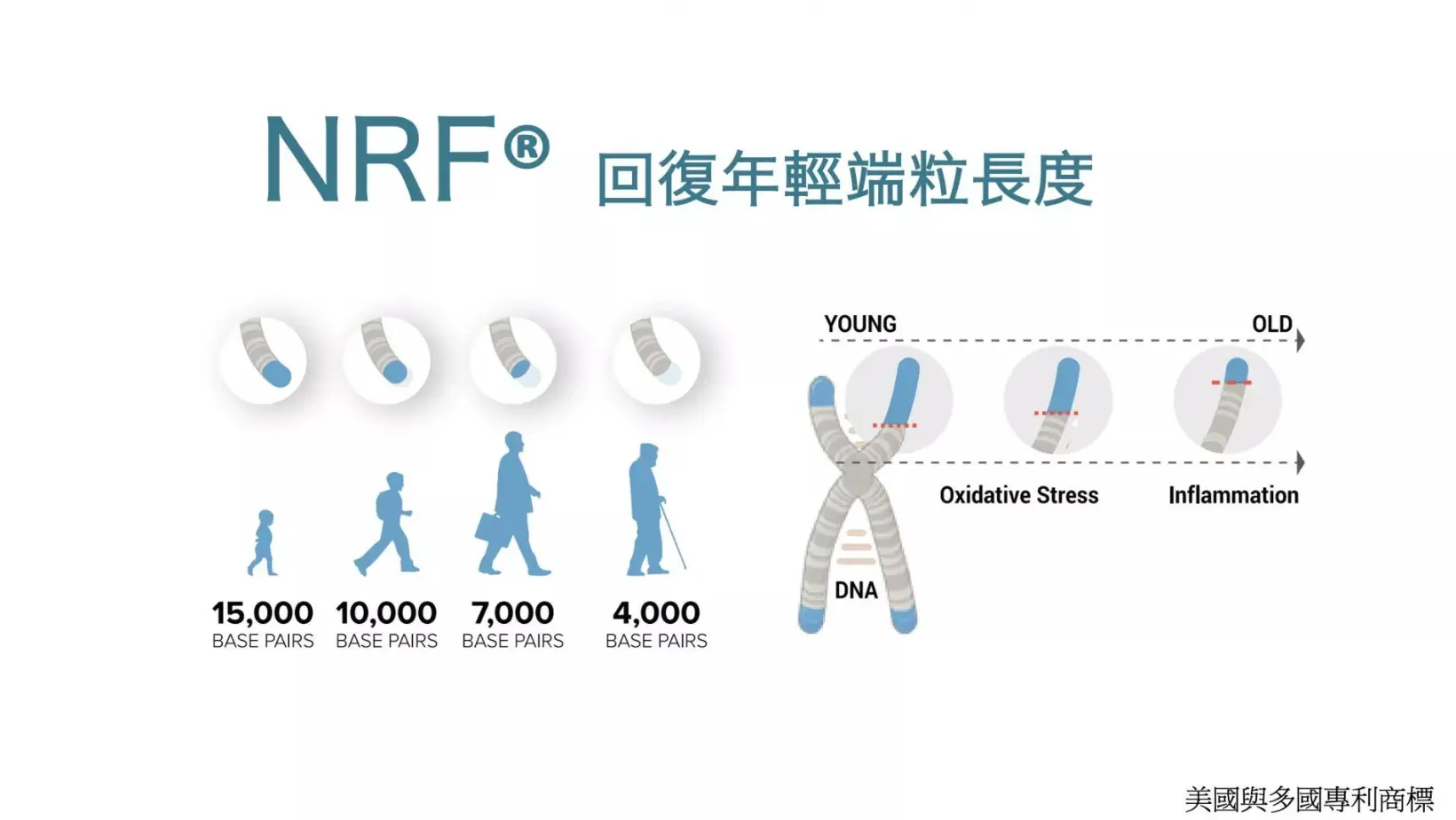 NRF increase telomere