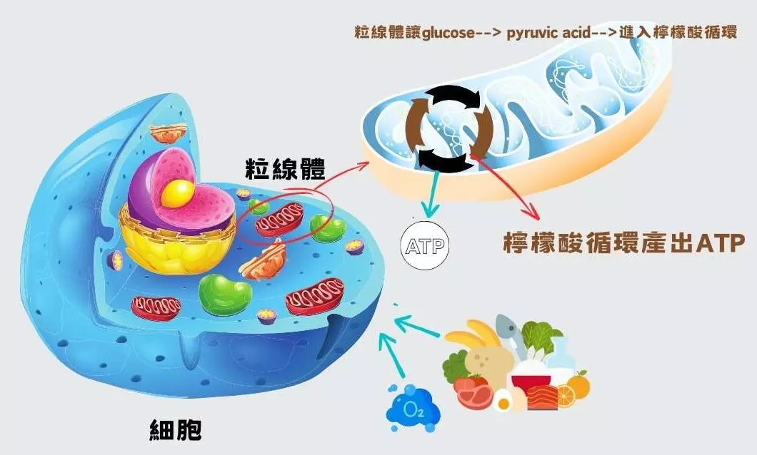 細胞發電廠粒線體 檸檬酸循環 ATP 