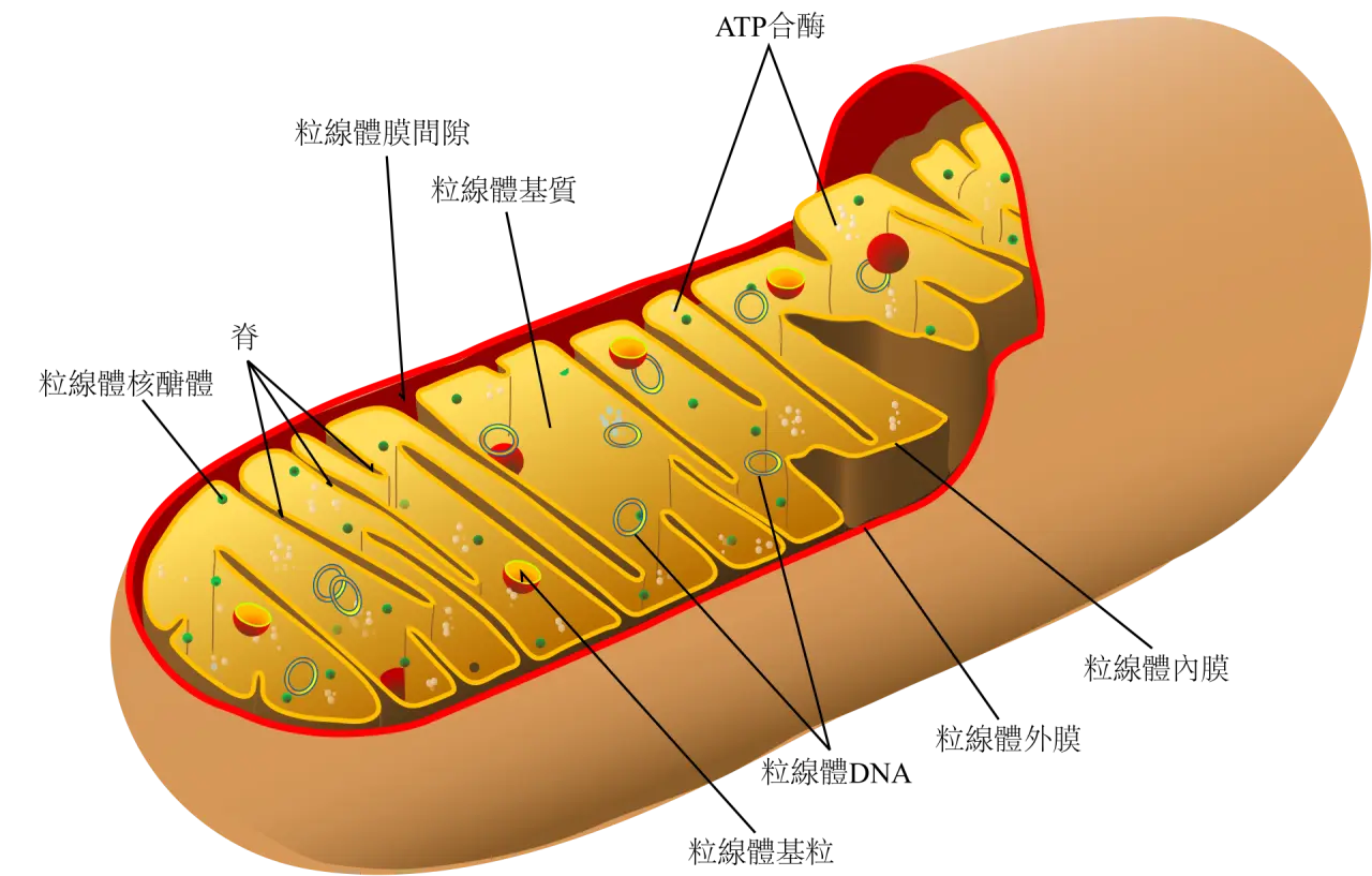 粒線體 mitochondria 能量工廠的老化也會影響人體老化