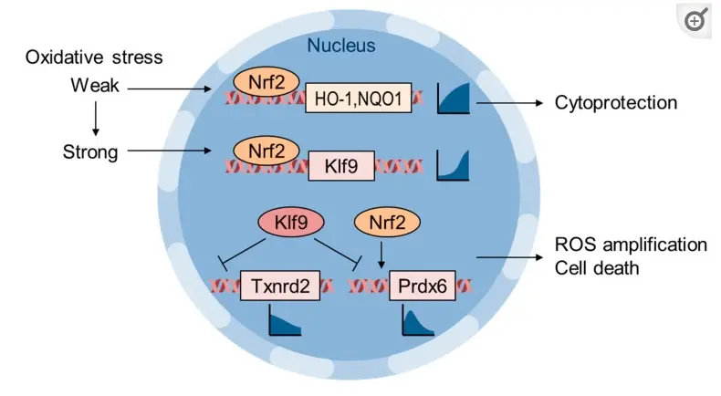 NRF2