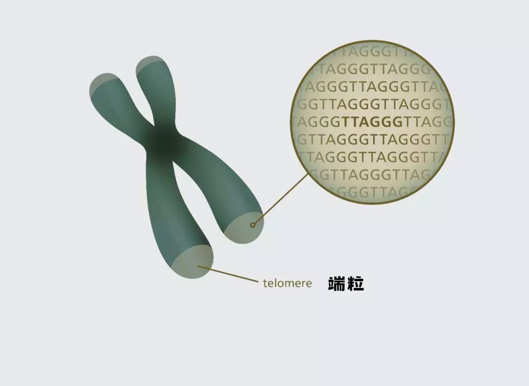 端粒 telomere